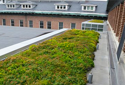 UIUC Lincoln Hall Green Roof 1